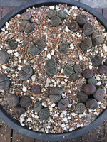 MYSTERY LITHOP - Living Stone Succulent in our Premium Lithops Mix! Includes Shipping!