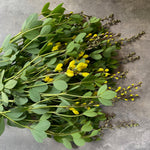 Baptisia American Goldfinch-3 Plugs