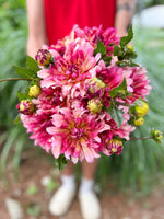 Dahlia Tuber Tropical Punch