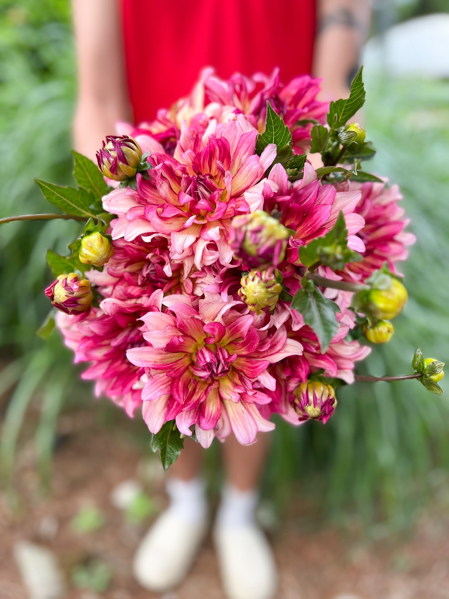 Dahlia Tuber Tropical Punch