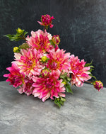 Dahlia Tuber Tropical Punch