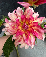 Dahlia Tuber Tropical Punch