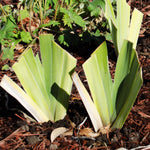 Ghost Train Bearded Iris Potted Quart Pot