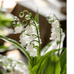 Faux Lily of the Valley in Brown Pot