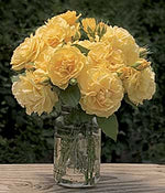 Julia Child Rose Plant 1.5 Gallon Container Fresh Garden Living