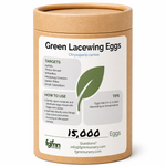 Green Lacewing Eggs