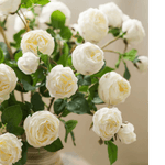 White Cabbage Rose Stem 20.8" Tall