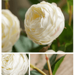 White Cabbage Rose Stem 20.8" Tall