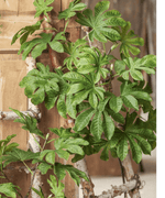 Artificial Octagonal Foliage Branch 37.4" Tall