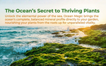 Ocean Magic Sea Minerals