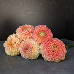 Dahlia Tuber Mix-Sunset Mix-10 Tubers