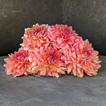 Dahlia Tuber Mix-Sunset Mix-10 Tubers