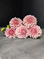 Dahlia Tuber Mix-Sunset Mix-10 Tubers
