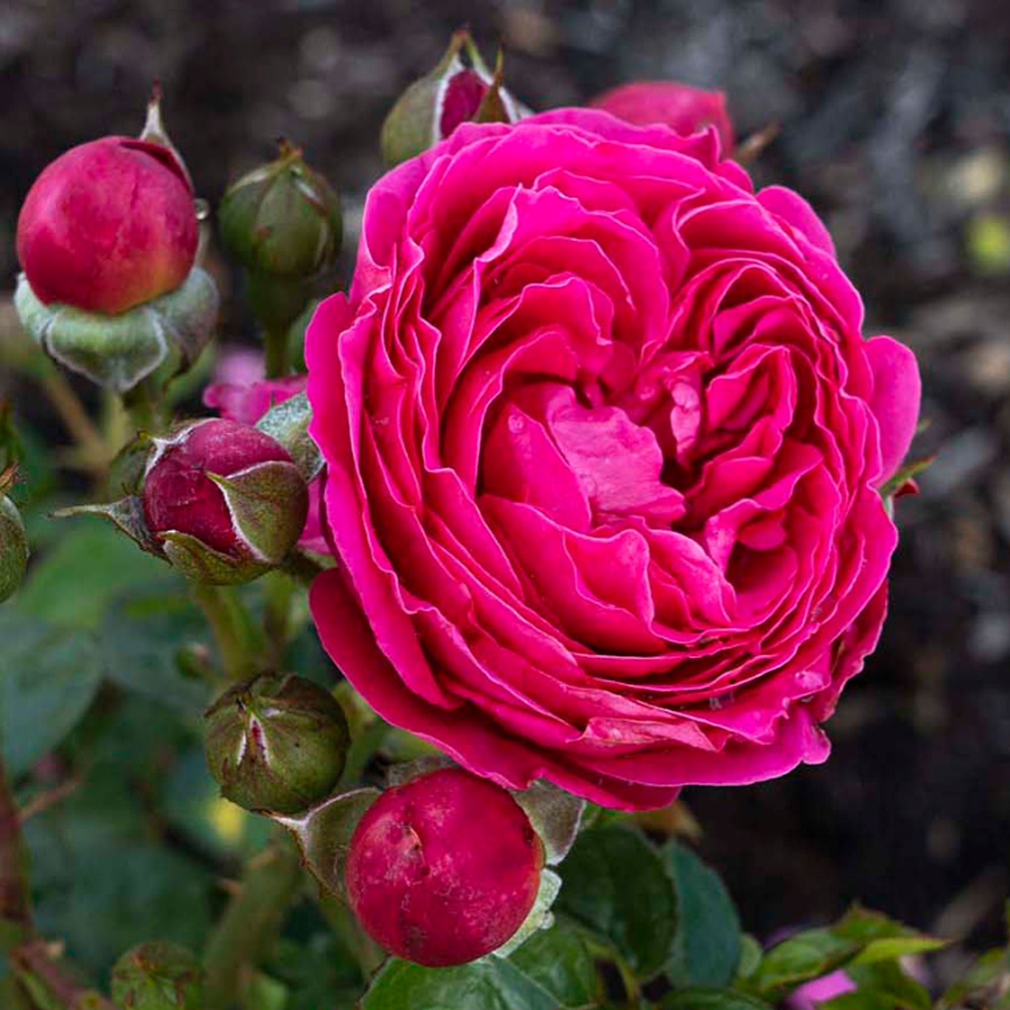 PowerPuff Pink Rose Plant 1.5 gallon Pot