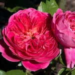 PowerPuff Pink Rose Plant 1.5 gallon Pot