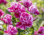 Raspberry Cream Twirl Climbing Rose 1.5 gallon Pot