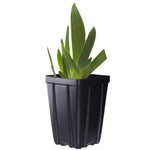 Midnight Treat Bearded Iris Potted Quart Pot