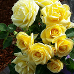 Sunny Sky Rose 1.5 Gallon Container