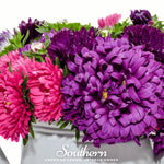 Crego Giant Aster Mix – 50 Seeds