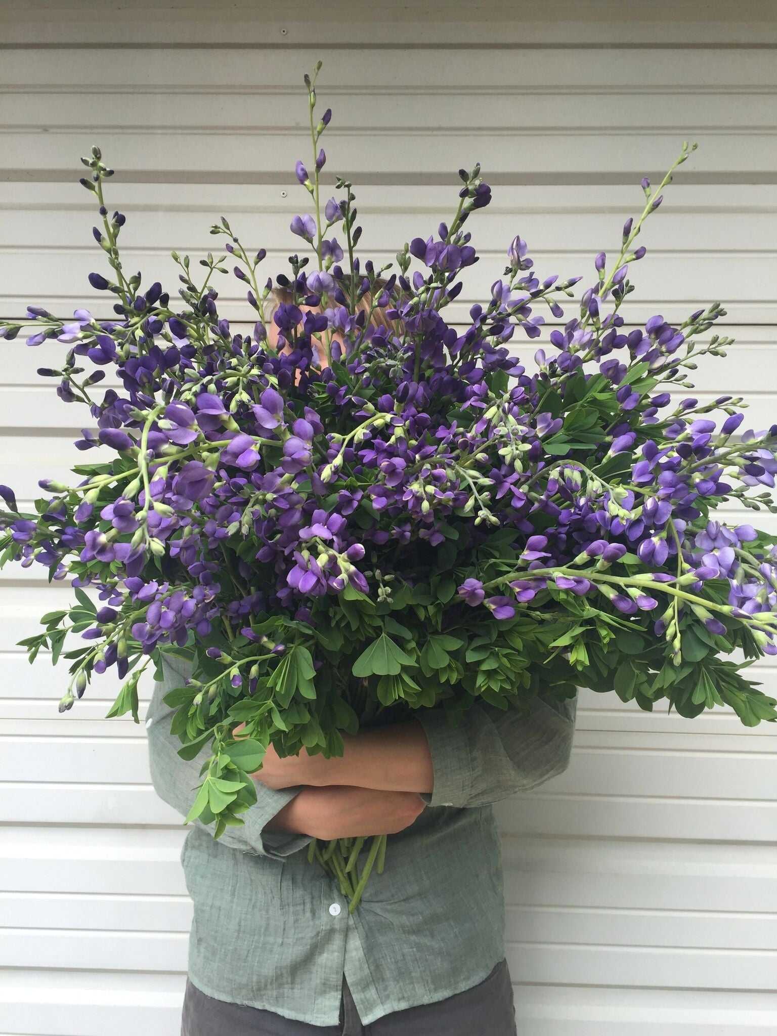 Baptisia False Indigo-Bareroot Plant