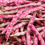 Bean, French Horticulture (Bush) – 30 Seeds