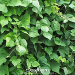 King of the Garden Lima Bean (Pole) – 15 Seeds