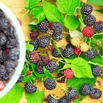 Black Raspberry – 30 Seeds