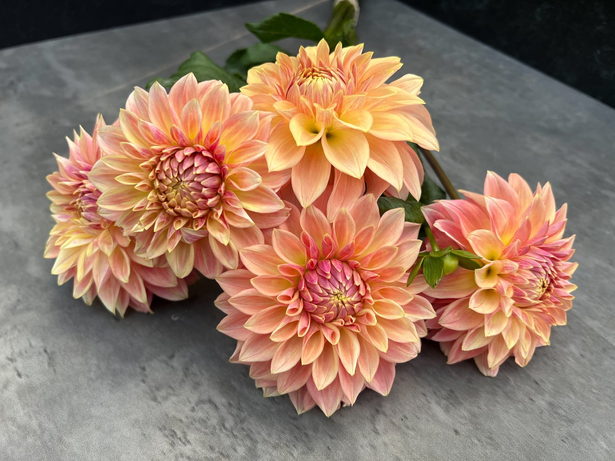 Dahlia Bloomquist Alan-3 Rooted Cuttings