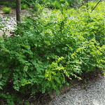 Coralberry – 30 Seeds