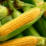 Kandy Korn Corn – 30 Seeds