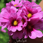 Radiance Cosmos – 100 Seeds