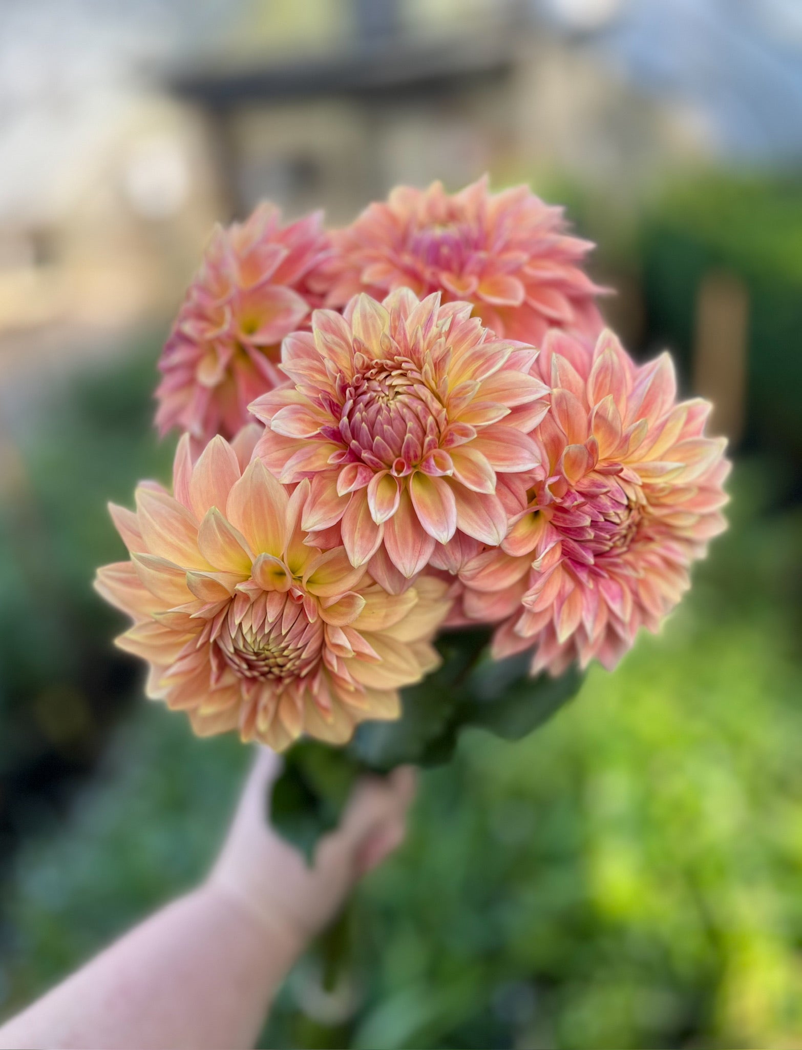 Dahlia Bloomquist Alan-3 Rooted Cuttings