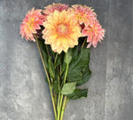 Dahlia Bloomquist Alan-3 Rooted Cuttings
