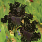 All Night Long Fragrant Iris Plant Potted Quart Pot