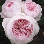 Earth Angel Parfuma Rose Plant 1.5 Gallon Pot