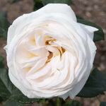 Top Cream Rose 1.5 Gallon Pot Fragrant Hybrid Tea Rose