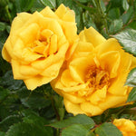 Julia Child Rose Plant 1.5 Gallon Container Fresh Garden Living