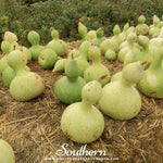 Birdhouse Bottle Gourd – 15 Seeds