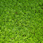 Green Carpet Rupturewort – 100 Seeds