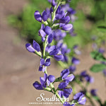 Wild Blue Indigo – 35 Seeds