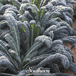 Black Magic Kale – 250 Seeds