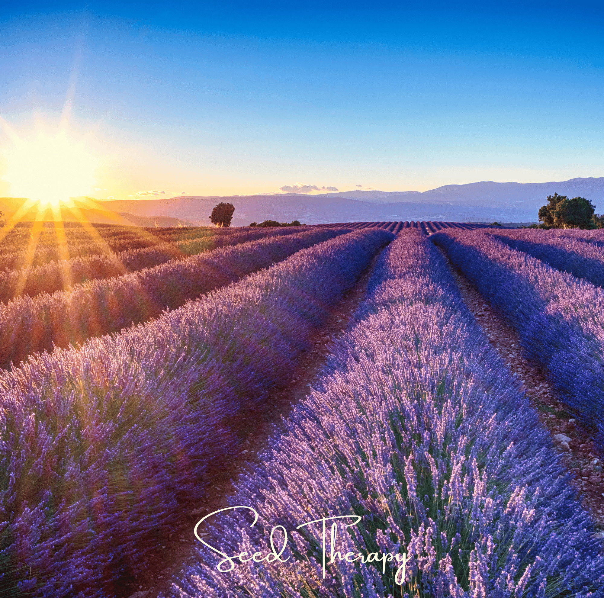 English Lavender – 100 Seeds