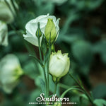 Sapphire White Lisianthus – 25 Seeds