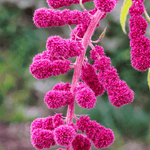 Love Lies Bleeding Amaranth – 250 Seeds