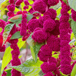 Love Lies Bleeding Amaranth – 250 Seeds