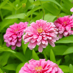 Luminosa Zinnia – 100 Seeds