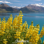 Yellow Lupine – 50 Seeds