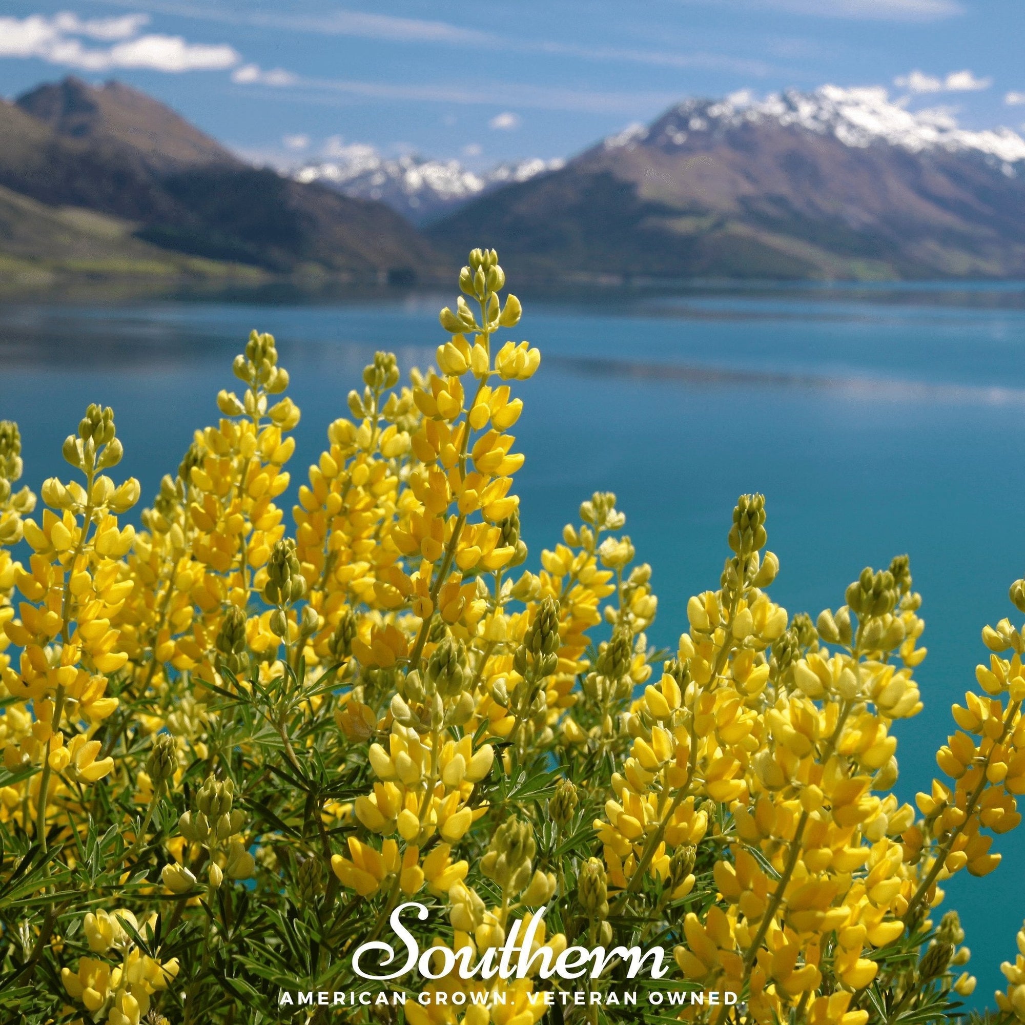 Yellow Lupine – 50 Seeds