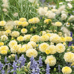 Moonlight African Marigold – 50 Seeds