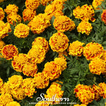 Sparky Marigold (French) – 100 Seeds